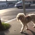 “天然ちゃん”な野良犬を保護。ほんわかレスキューに癒される♪