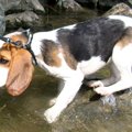 犬が『水を怖がる』3…