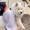 早朝に『散歩拒否』…