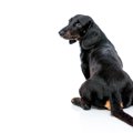 犬が『お尻歩き』を…