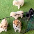 『６匹の赤ちゃん犬…
