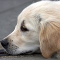 犬の前庭疾患とは？…