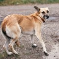 犬が『飼い主から逃…