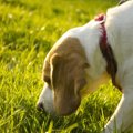犬が電柱を嗅ぐ理由…