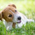 犬が『美味しい』と…
