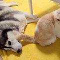 寝転がっている大型…