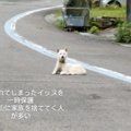 『うちの犬を捨てた…
