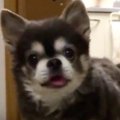 犬のお尻が好きな人…