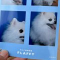 『犬の証明写真』を…