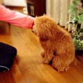 犬の「おすわり」の…