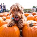 犬と楽しむ秋のお出…