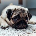 犬が落ち着いて過ご…