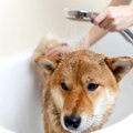 犬が『お湯』を嫌が…