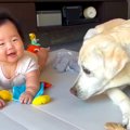 大型犬がおもちゃで…