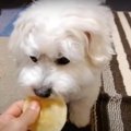 『シャリシャリ♪おや…
