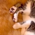 子猫が『犬に育てら…