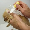 犬の耳掃除！デリケ…