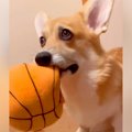 『ブルブルするおも…