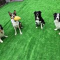 ハッピードッグスク…