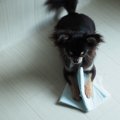 犬のお留守番時の反…