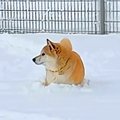 雪の中で動けなくな…