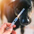 犬の注射への恐怖心…