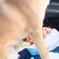 車の助手席に座る犬…