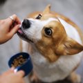 犬に絶対NGな『ご褒…
