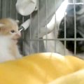 赤ちゃん猫が鳴いた…