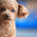 『従順な犬種』４選…