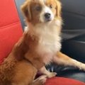 丘陵の道路で見つけ…