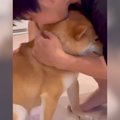 犬がいじめられてし…