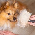 飼い主の過度な温度…