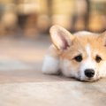 犬が認識しやすい『…