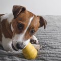 犬の脳を育てる『室…