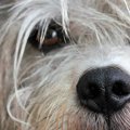 犬と亜鉛の関係性！…