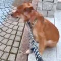 パパとお散歩中『マ…