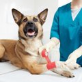 犬が怪我をした時に…