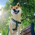 犬と熱中症 ～夏に必…