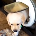 『猫用のドア』を使…