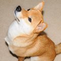 愛犬と絆を深める【S…