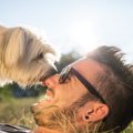 犬が好んで舐めてく…