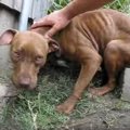 逃げまどう捨て犬と…