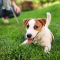 犬が散歩を楽しんで…