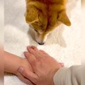 SNSで流行りの『犬と…