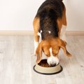 犬に絶対NGな『ごは…