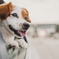 犬が『車で落ち着か…