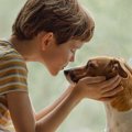 犬に『過剰なスキン…