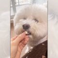 おやつにも荒ぶるこ…