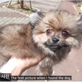 捨てられていた仔犬…